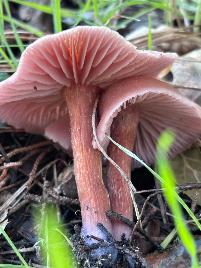 Laccaria amethysteo-occidentalis · January 2026 · photo: © reago (iNaturalist, cc-by)