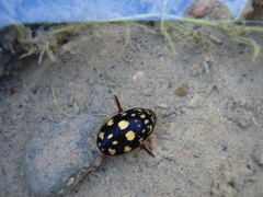 Thermonectus marmoratus