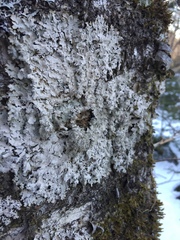 Punctelia appalachensis