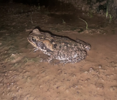 Cane Toad