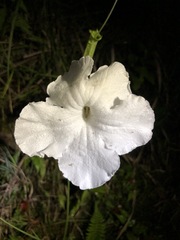 Escobedia grandiflora