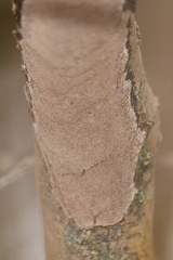 Perenniporia