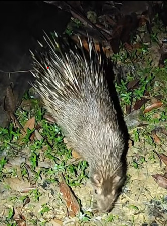 Hystrix crassispinis