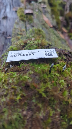 Xylaria, 2026-01-06