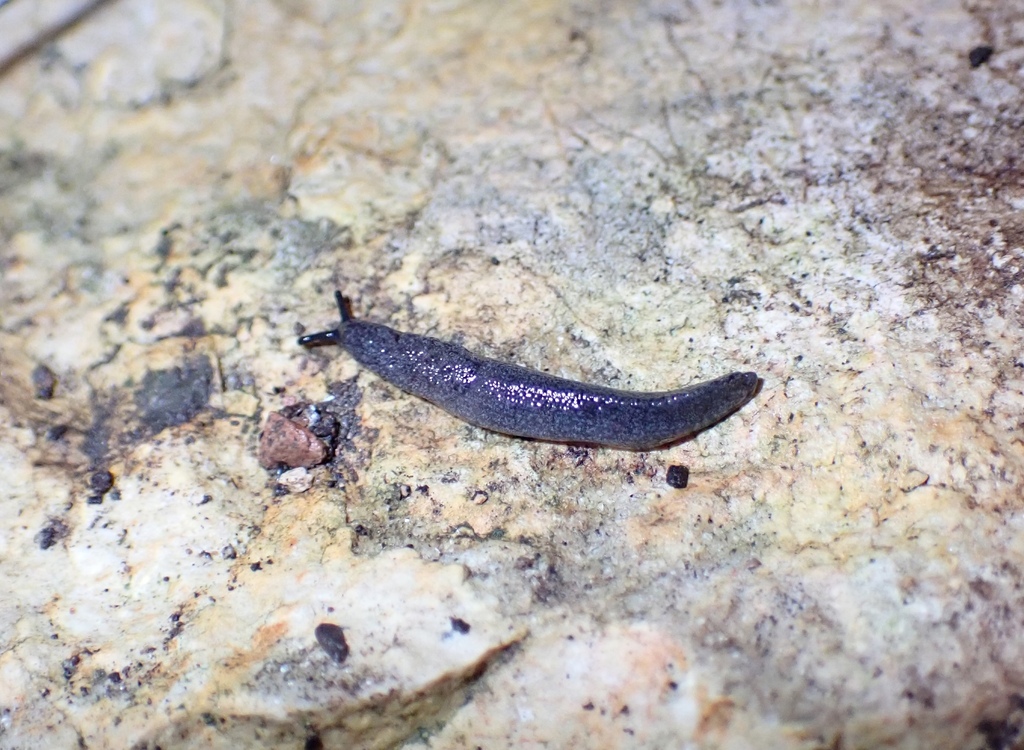 Hemphill westernslug