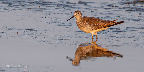 Lesser Yellowlegs (Tringa flavipes), photo 4