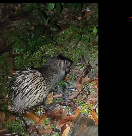 Hystrix crassispinis