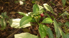 Psychotria carthagenensis