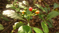 Psychotria carthagenensis