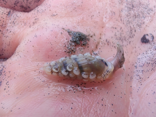 Mazatlania fulgurata, 2026-01-06