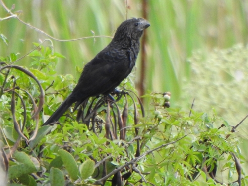 Smooth-billed Ani (Crotophaga ani), photo 9