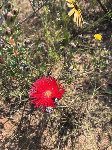 Lampranthus coccineus, photograph 3