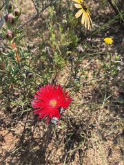 Lampranthus coccineus, photograph author not stated, no rights reserved