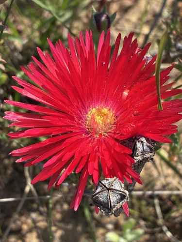 Lampranthus coccineus, photograph 4