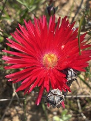 Lampranthus coccineus, photograph author not stated, no rights reserved