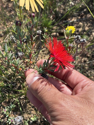Red Brightfig (Lampranthus coccineus)