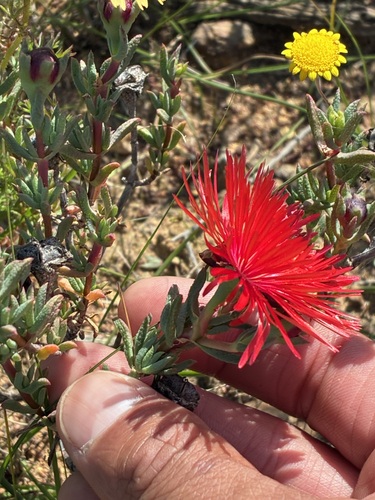 Lampranthus coccineus, photograph 2