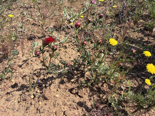 Lampranthus coccineus, photograph 5