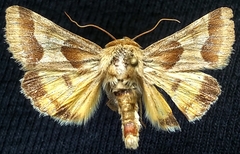 Schinia jaguarina