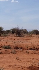 Struthio molybdophanes