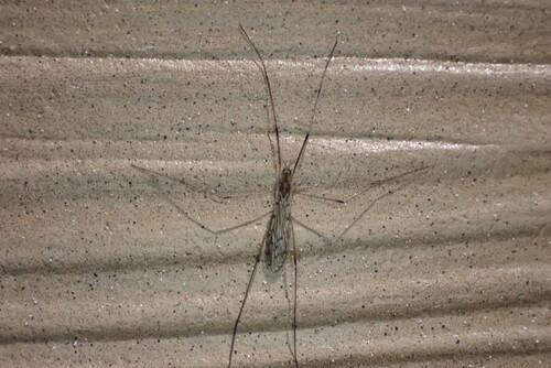 Unknown species found near West Arlington, Arlington, TX, USA