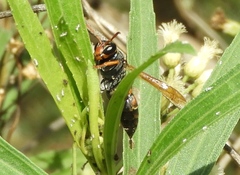 Polistes pacificus