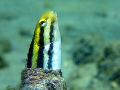Petroscirtes breviceps