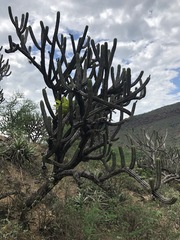 Browningia altissima