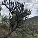 Browningia altissima - Photo (c) jomnres, algunos derechos reservados (CC BY-NC), subido por jomnres