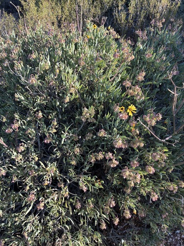Osteospermum oppositifolium, photograph 1