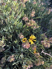Osteospermum oppositifolium, photograph author not stated, no rights reserved