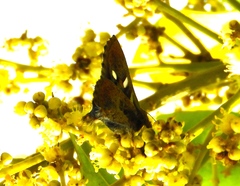 Anteros carausius carausius