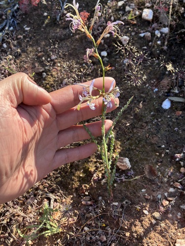 Sinuous Bobbejaantjie (Babiana sinuata)