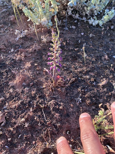 Karoo Viooltjie (Lachenalia violacea)