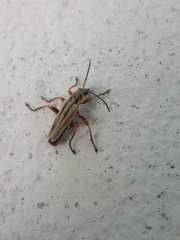 Chauliognathus scriptus