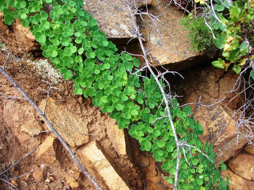 Giant Oxalis (Oxalis gigantea)