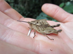 Colpolopha praemorsa