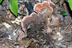 Phellodon violascens