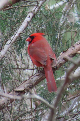 Northern Cardinal