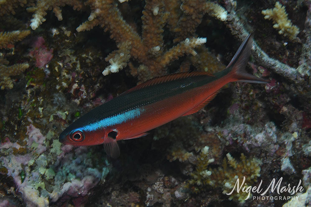 Blauwstreep-fuselier (Pterocaesio tile) — Caesionidae