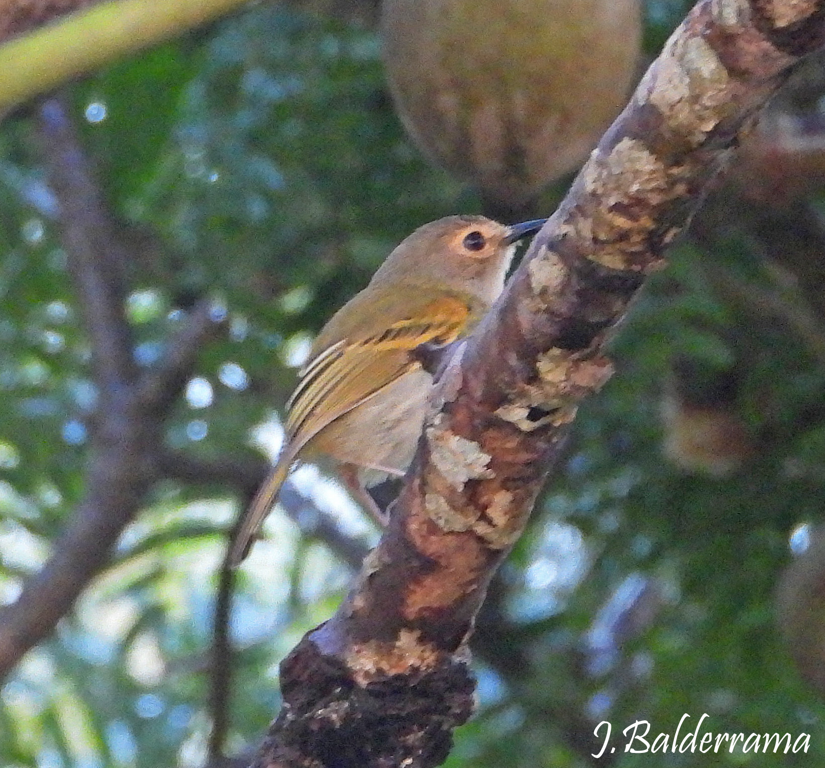 Rusty-fronted Tody-Flycatcher (Poecilotriccus latirostris), photo 3