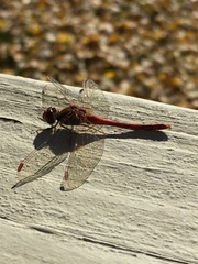 Sympetrum vicinum