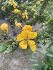 Senna polyphylla