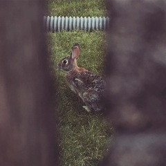 Sylvilagus floridanus