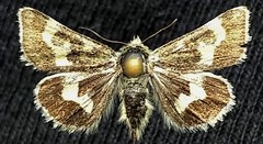 Schinia persimilis