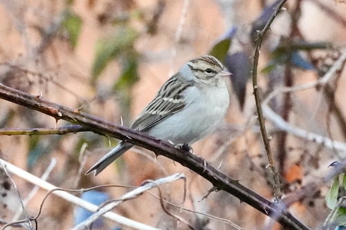 Chipping Sparrow (Spizella passerina), photo 6