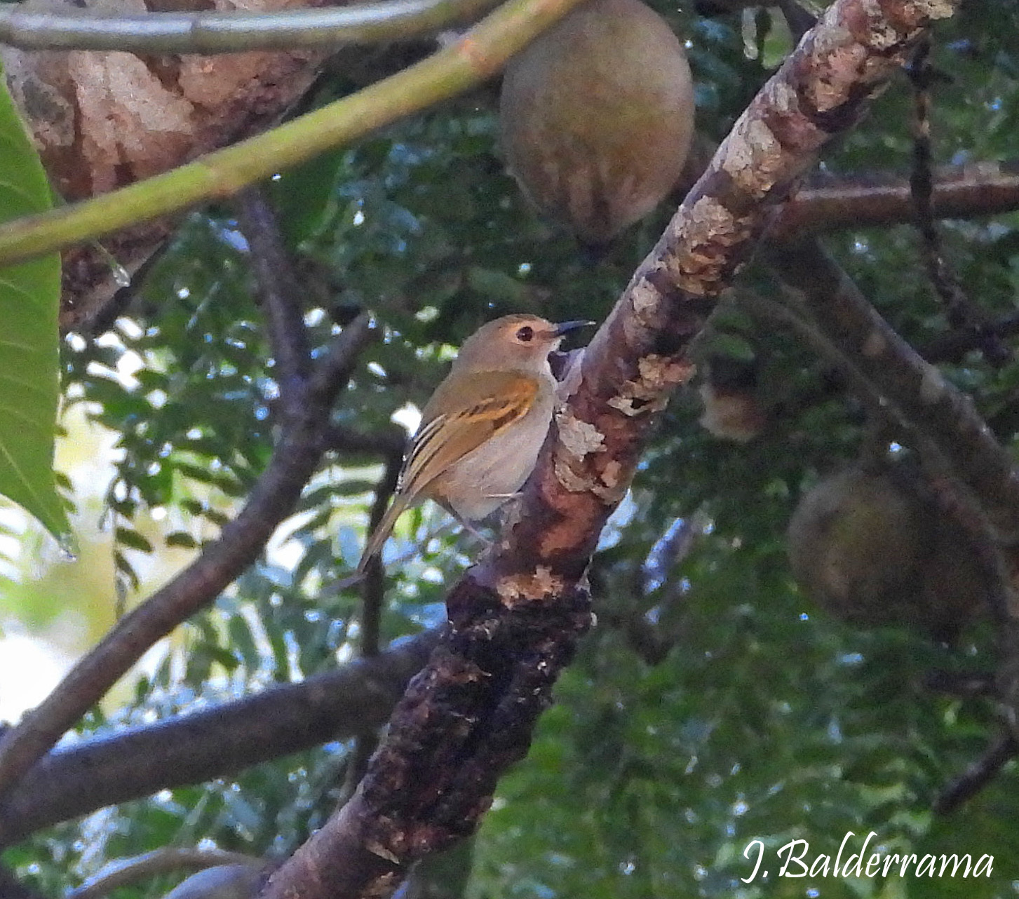 Rusty-fronted Tody-Flycatcher (Poecilotriccus latirostris), photo 4