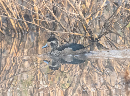 iNaturalist: (c) avocat, some rights reserved (CC BY-NC), uploaded by avocat iNaturalist image