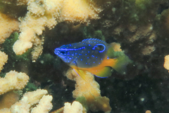 Lagoon Damselfish photo 3