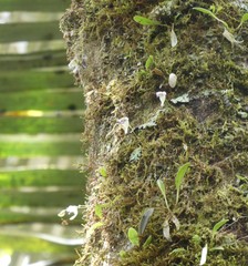 Utricularia jamesoniana